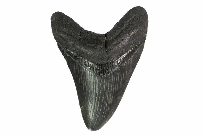 Fossil Megalodon Tooth - Georgia #144308